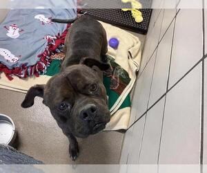 Bullboxer Pit Dogs for adoption in Fort Wayne, IN, USA