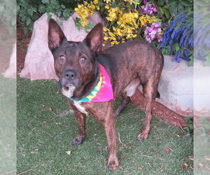 Mutt Dogs for adoption in Oklahoma City, OK, USA