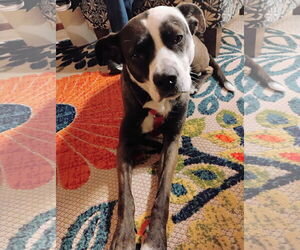 Mutt Dogs for adoption in Fort Collins, CO, USA