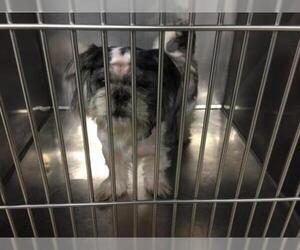 Shih Tzu Dogs for adoption in Pierceton , IN, USA