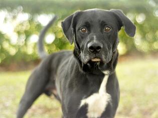 Medium Photo #1 Labrador Retriever-Unknown Mix Puppy For Sale in Tavares, FL, USA