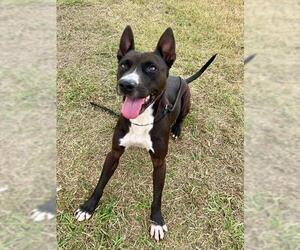 Labrador Retriever Dogs for adoption in Pasadena, TX, USA