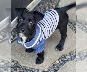 Mutt Dogs for adoption in Dana Point, CA, USA