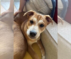 Medium Photo #6 Beagle-Unknown Mix Puppy For Sale in Arlington, VA, USA