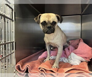 Pug Dogs for adoption in Rancho Cucamonga, CA, USA