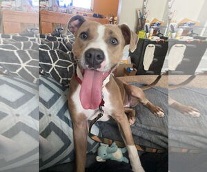 American Pit Bull Terrier-Unknown Mix Dogs for adoption in Davis, CA, USA