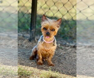 Mutt Dogs for adoption in Pacolet, SC, USA