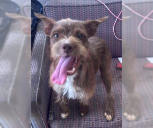 Pekingese-Unknown Mix Dogs for adoption in Westwood, NJ, USA