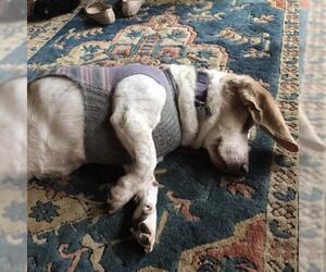 Medium Photo #33 Basset Hound Puppy For Sale in Charleston, SC, USA