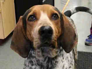 Treeing Walker Coonhound Dogs for adoption in Missoula, MT, USA