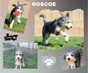 Huskies -Poodle (Standard) Mix Dogs for adoption in Lindsay, CA, USA