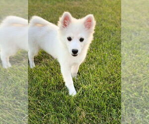 American Eskimo Dog Dogs for adoption in Glen Haven, WI, USA