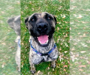 Mutt Dogs for adoption in Texas City, TX, USA