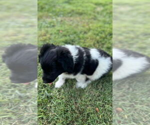 Mutt Dogs for adoption in Aurora, IN, USA