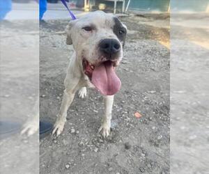 Mutt Dogs for adoption in San Bernardino, CA, USA