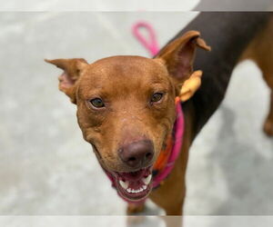 Pharaoh Hound-Unknown Mix Dogs for adoption in Tulsa, OK, USA