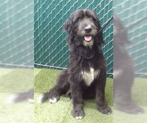 Miniature Labradoodle Dogs for adoption in Downey, CA, USA