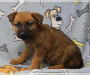 Mutt Dogs for adoption in Thief River Falls, MN, USA