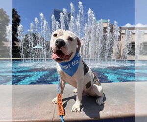 American Staffordshire Terrier-Unknown Mix Dogs for adoption in San Juan Capistrano, CA, USA