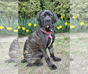 Mastiff-Unknown Mix Dogs for adoption in Spring Lake, NJ, USA