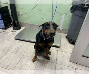 Doberman Pinscher-Unknown Mix Dogs for adoption in Grand Prairie, TX, USA