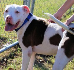 Small American Bulldog