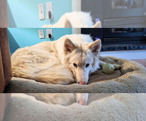 Alaskan Malamute Dogs for adoption in Omaha, NE, USA