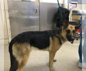 German Shepherd Dog Dogs for adoption in Riverside, CA, USA