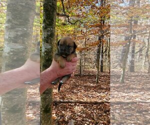 Medium Photo #1 Mutt Puppy For Sale in Scottsboro, AL, USA