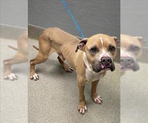 Mutt Dogs for adoption in Las Vegas, NV, USA