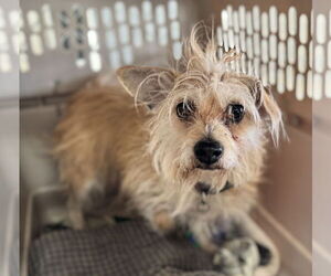 Mutt Dogs for adoption in Grafton, WI, USA