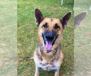 German Shepherd Dog Dogs for adoption in Sugar Land, TX, USA