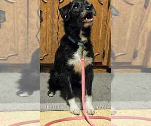 Mutt Dogs for adoption in Plymouth, MN, USA