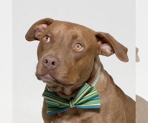 American Pit Bull Terrier Dogs for adoption in Santa Maria, CA, USA