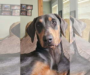 Doberman Pinscher Dogs for adoption in Social Circle, GA, USA