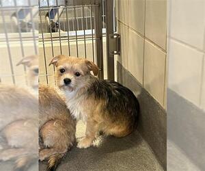 Mutt Dogs for adoption in San Antonio, TX, USA