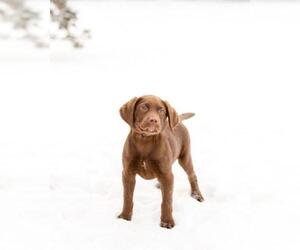 Labrador Retriever Dogs for adoption in Fargo, ND, USA