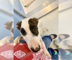 Bull Terrier Dogs for adoption in Pampa, TX, USA