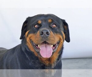 Rottweiler Dogs for adoption in Pasadena, CA, USA