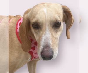 Labrador Retriever-Unknown Mix Dogs for adoption in Rockville, MD, USA