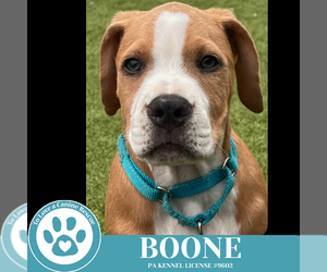 American Pit Bull Terrier-Unknown Mix Dogs for adoption in Kimberton, PA, USA