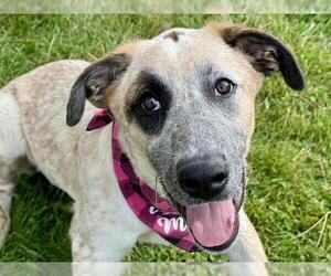 Bernese Mountain Dog-Unknown Mix Dogs for adoption in Pueblo, CO, USA