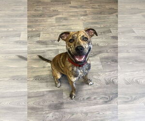 American Staffordshire Terrier-Plott Hound Mix Dogs for adoption in Duluth, MN, USA