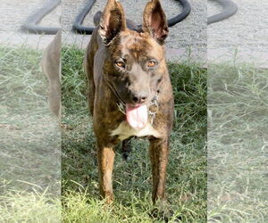 American Bulldog-German Shepherd Dog Mix Dogs for adoption in Lake Elsinore, CA, USA