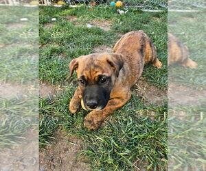 Labrottie Dogs for adoption in Bellingham, WA, USA