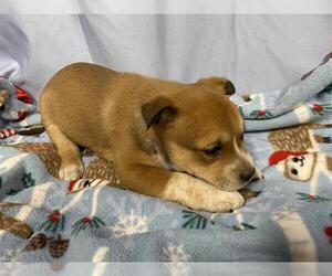 Medium Photo #1 Mutt Puppy For Sale in Modesto, CA, USA