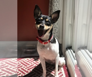Jack-Rat Terrier Dogs for adoption in Chester, NJ, USA