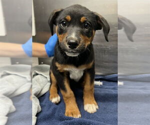 Rottweiler Dogs for adoption in Woodland, CA, USA