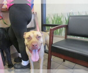 American Bulldog-Labrador Retriever Mix Dogs for adoption in Ocala, FL, USA