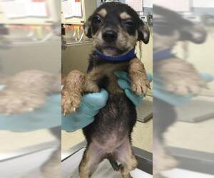 Mutt Dogs for adoption in Riverside, CA, USA